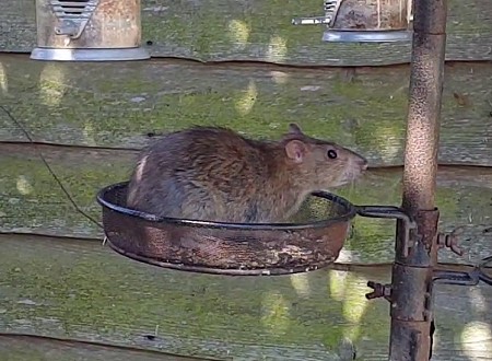 picture of Rat