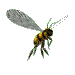picture of wasp